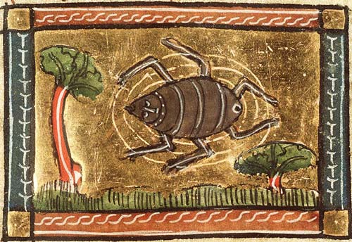 Medieval manuscript image of a six-legged spider.