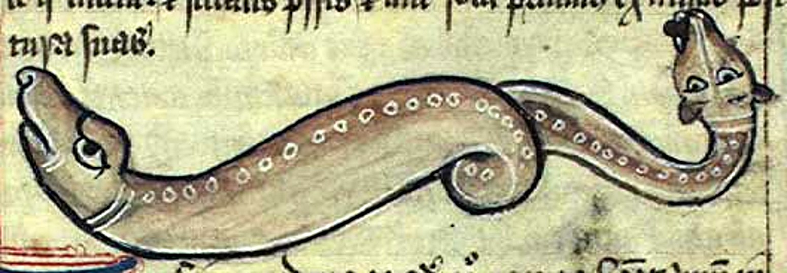 Amphisbaena in medieval bestiary