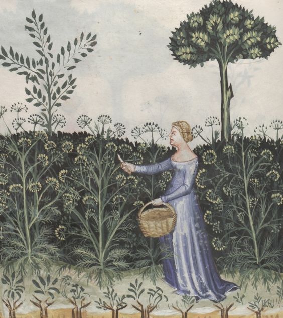 Ganze Seite: Miniatur (Eine Frau erntet Fenchel - Feniculus)