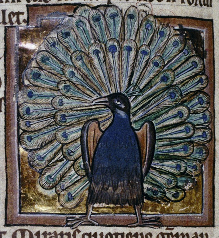 peacock