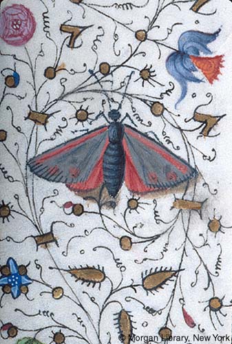 0505 buterflege