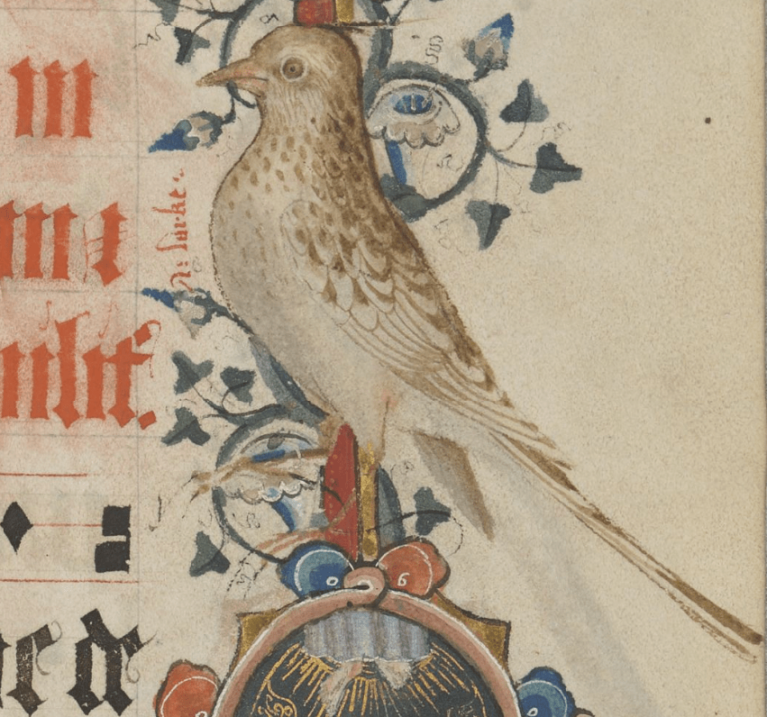Medieval manuscript illustration of a brown, speckled bird, standing amidst a vine that decorates the page’s margin.