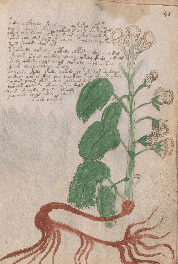 Medieval manuscript illustration of a flowering plant, possibly with fruits, and a handwritten paragraph in an unidentified language.