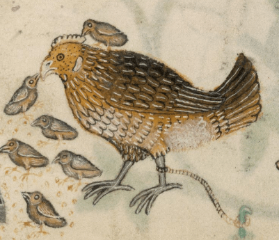 Medieval manuscript of a chicken and her chicks pecking at seeds; one chick sits on the mama hen's back.