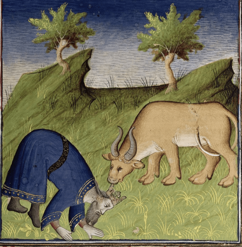 Medieval manuscript image of a king bent over next to a cow, both of them eating grass.