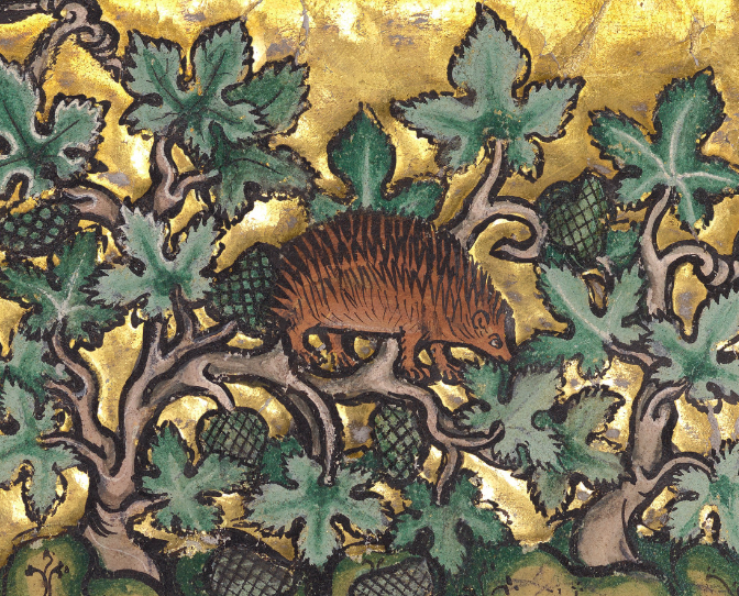 Medieval manuscript image of a hedgehog surrounded by vines with fruits.