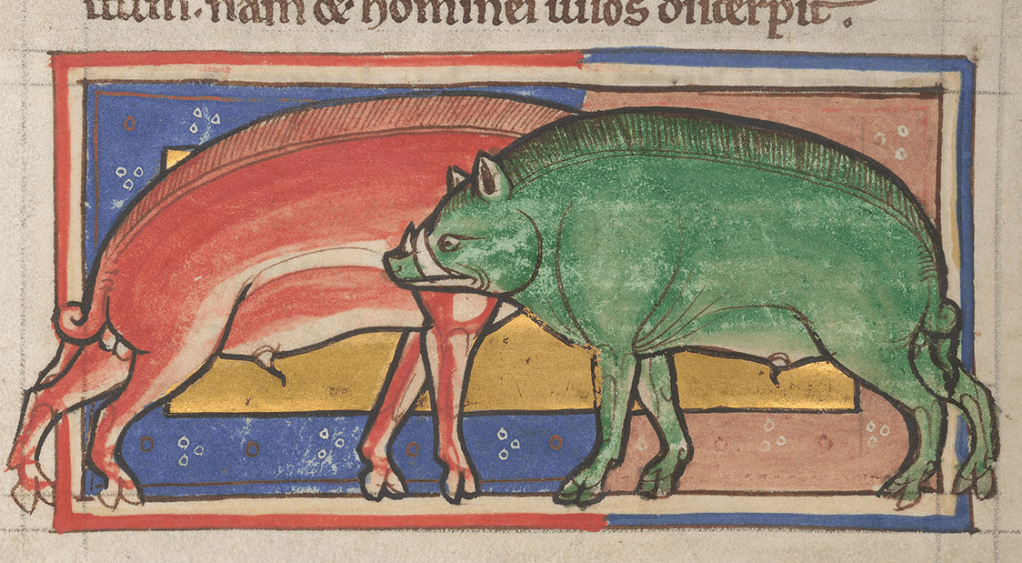 Medieval manuscript image of two wild boars, one red and one green.