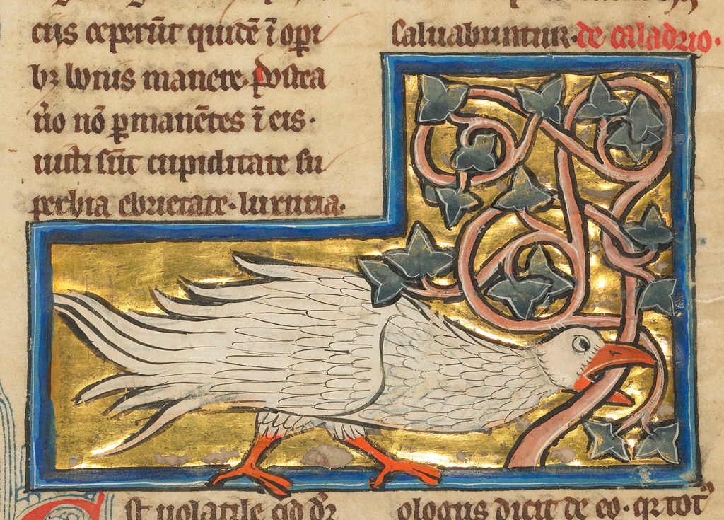 Medieval manuscript image of a white bird gnawing on a vine.