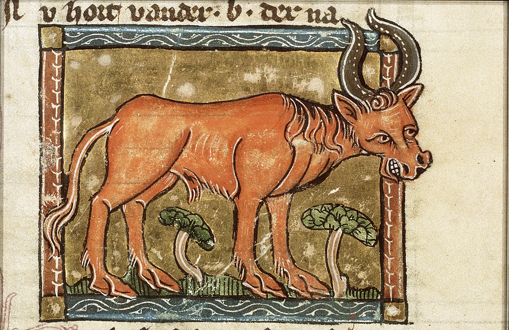 Medieval manuscript image of a buffalo with large horns showing his teeth and flaring his nostrils.