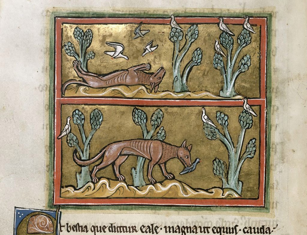 Medieval manuscript illustration of a fox playing dead with birds flying down around it, followed by a second panel with the fox on its feet with a bird in its mouth.