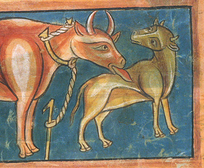 Medieval manuscript image of a mother cow licking the back of her calf who looks at her lovingly.