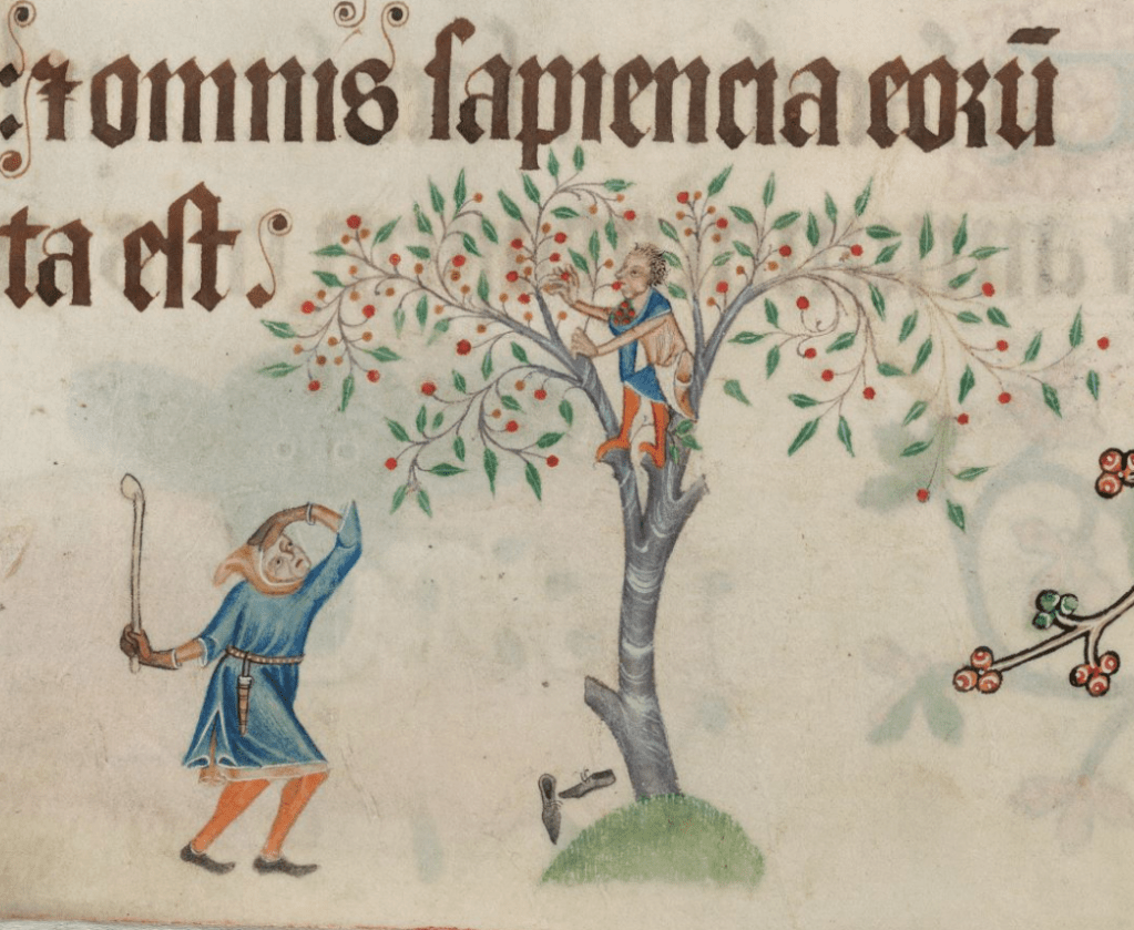 Medieval manuscript image of a man with a club at the base of a tree next to a pair of shoes; the man looks up into the tree’s branches where a boy in stocking feet is stealing cherries.
