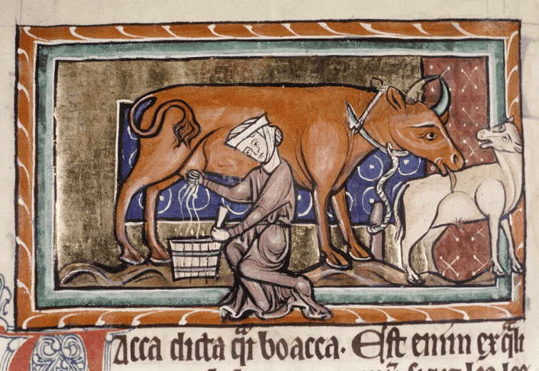 Medieval manuscript image of a woman milking a brown cow; the cow licks the back of the calf in front of her.