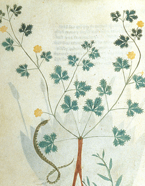 Medieval manuscript illustration of creeping cinquefoil, a plant with yellow flowers and leaves that split into five segments; a small snake is coiled beside it.