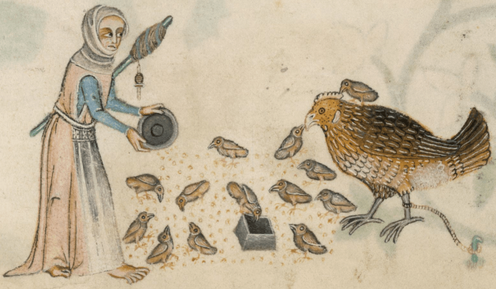 Medieval manuscript image of a barefoot woman with a distaff under one arm, pouring a bowl of chicken feed onto the ground where a dozen chicks are pecking; one chick sits on top of the mother hen, who is tied to a stake in the ground by a string around one leg.