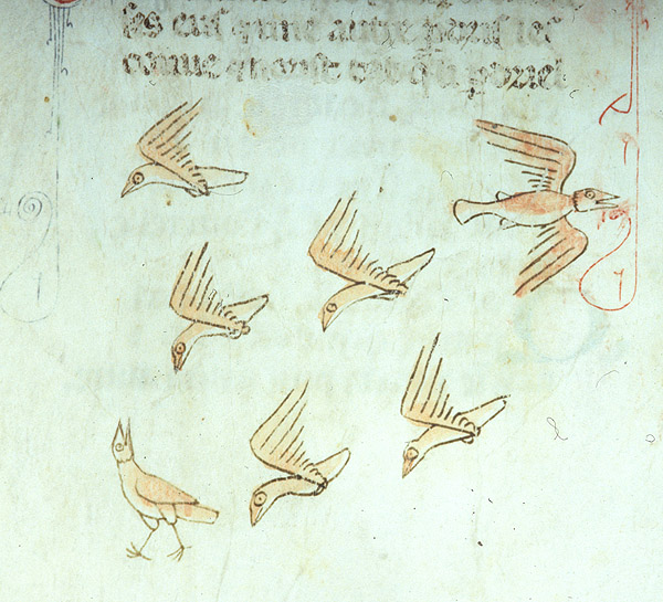 Medieval manuscript image of five yellowish birds flying towards another bird walking on the ground and looking up at them; another bird in the air flies the opposite direction.