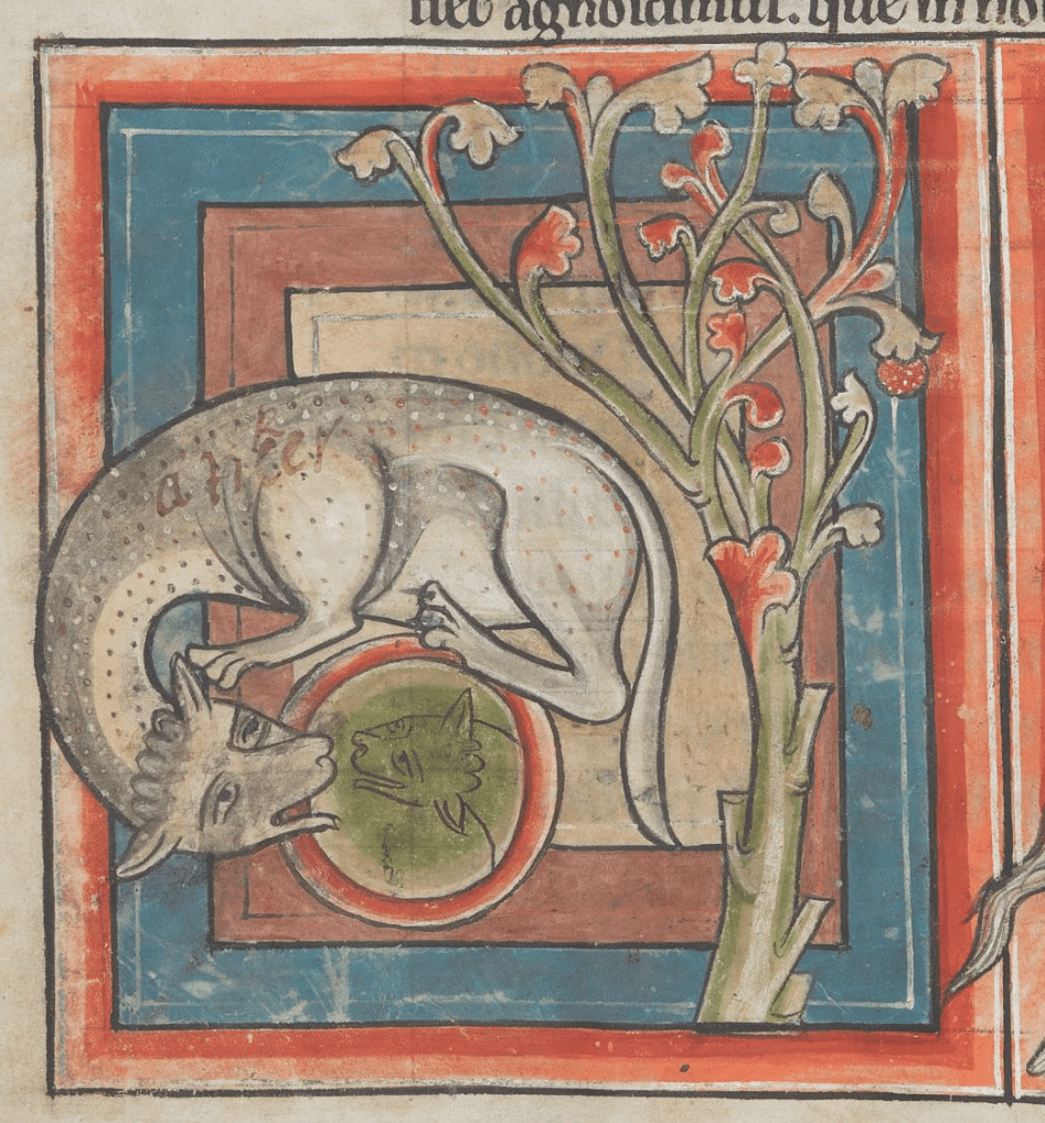 Medieval manuscript image of a speckled cat-like creature beside a tree, curled around and gazing into a circular mirror, in which it sees its reflection.