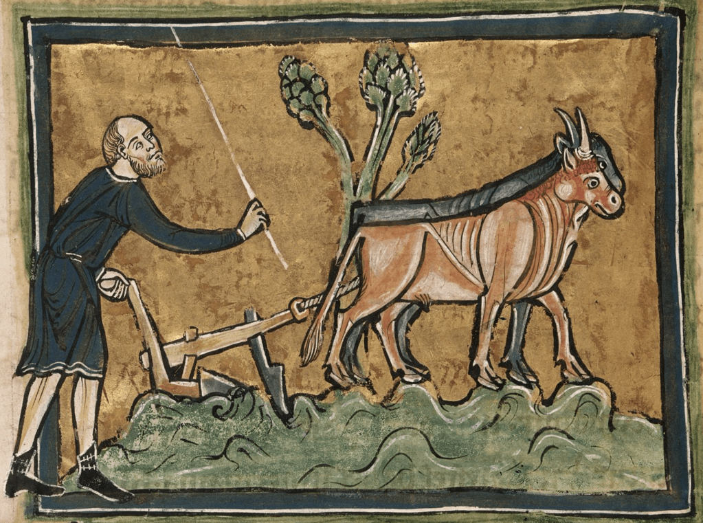 Medieval manuscript illustration of a man ploughing a field using a plough drawn by two oxen.