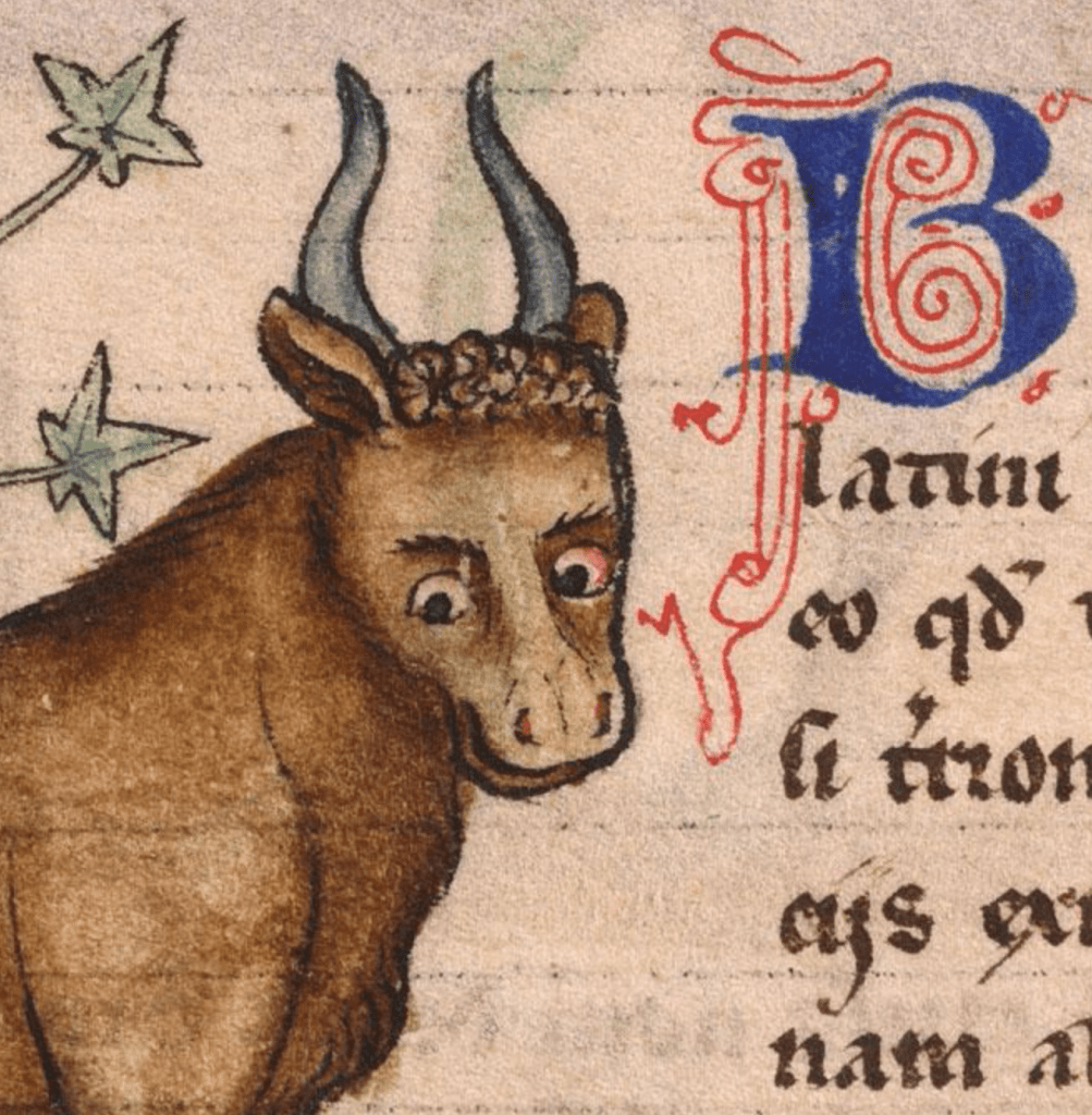 A cropped image from a medieval manuscript showing the head of an ox looking out towards the viewer with big eyes beside some writing in Latin, including a large blue B with red ornamentation.