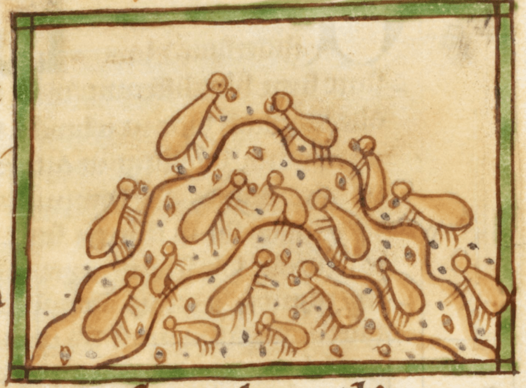 Medieval manuscript illustration of blobby ants with circular heads and eggplant shaped bodies gathering grain and climbing on mounds of earth.