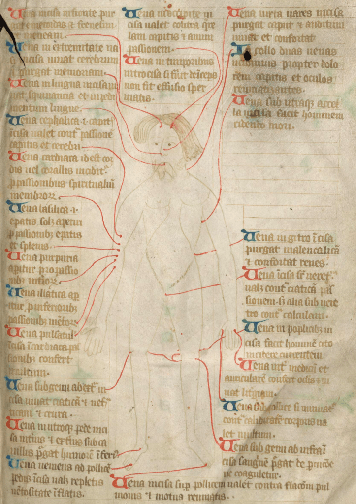 Medieval manuscript page with a diagram of a man with various red lines drawn from different parts of his body (head to toe) to explanatory text in Latin.