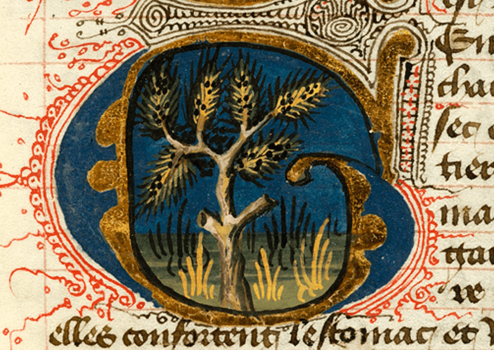 Medieval manuscript initial G, inside of which is a juniper tree in a grassy landscape; the outside of the G is decorated with red and black pen flourishes.