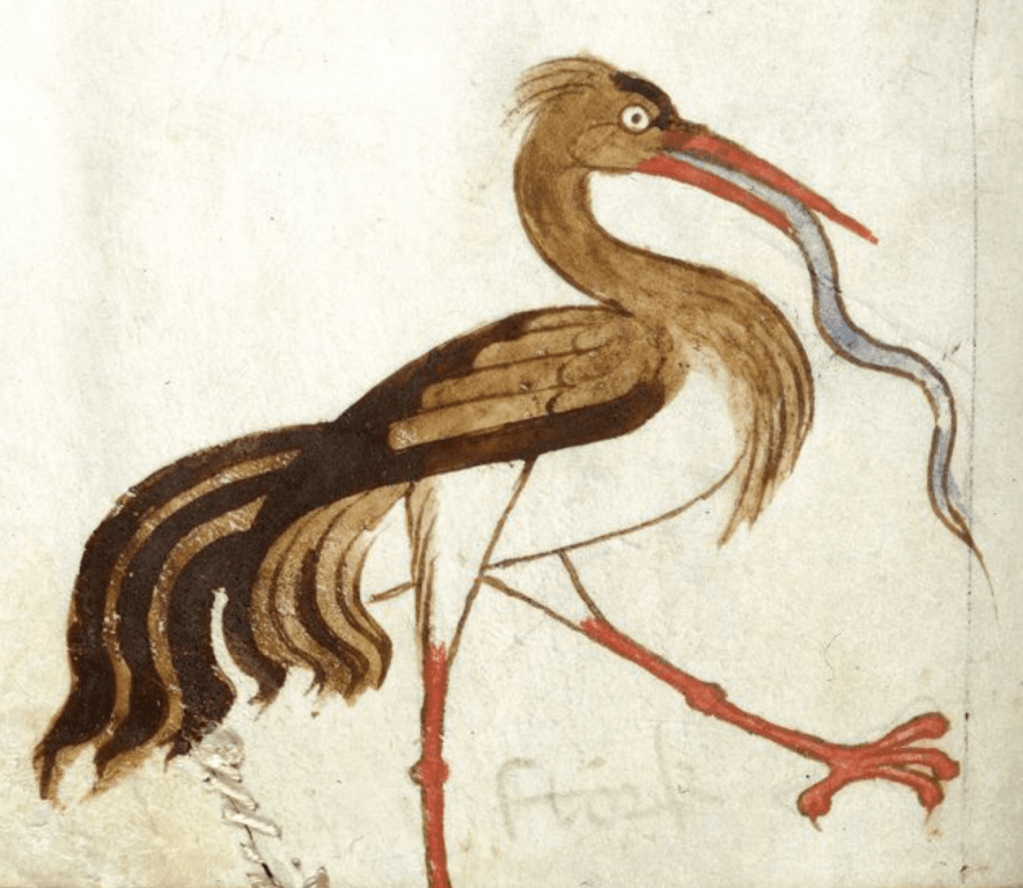 Medieval manuscript image of a stork with long brown tail feathers taking a step and eating a very long worm that is hanging out of its beak.