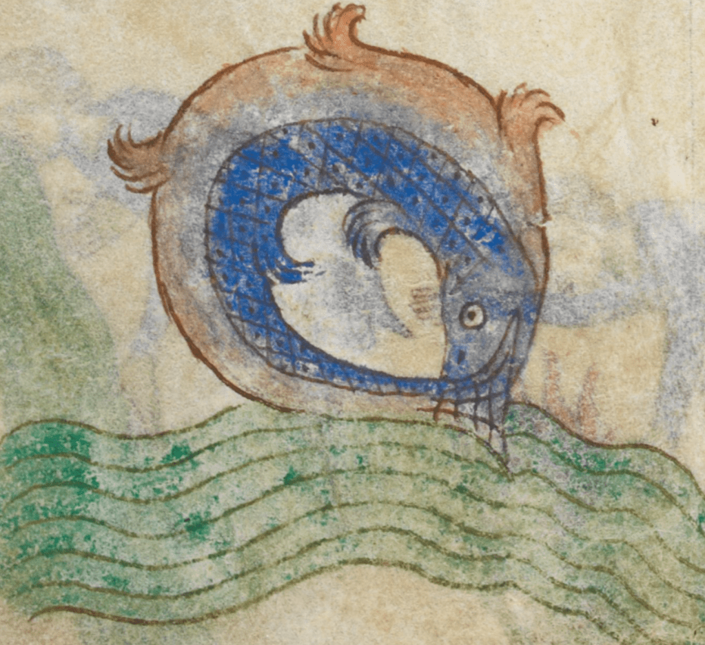 Medieval manuscript image of an orange and blue fish leaping out of the water and bending around to grasp its tail in its mouth.