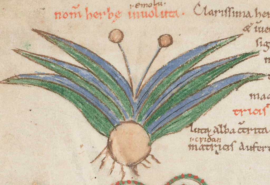 Medieval manuscript image of a plant with a round base and roots, out of which come six blue-green leaves and two stamen; Latin writing appears alongside it, including the word ‘muoluta’.