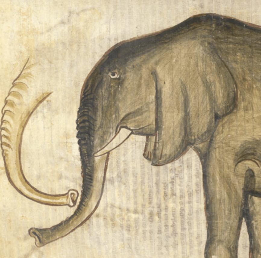 Medieval manuscript image of a fairly realistic grey elephant in profile with a white tusk; to the left is the beginning of a sketch of a trunk in a different position.