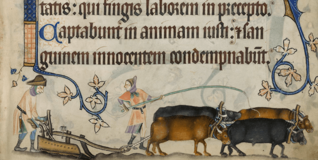 Latin writing in a medieval manuscript, beneath which is an illustration of two pairs of yoked oxen pulling a plough, which is being guided by a man with a rather cross expression on his face; another man holds a long whip over the wide-eyed cattle.