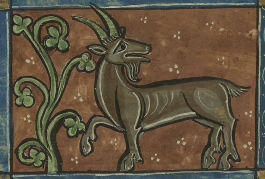 Medieval manuscript image of a wild goat next to a small tree or shrub, with its head turned back over its shoulder and one of its forefeet lifted in the air.