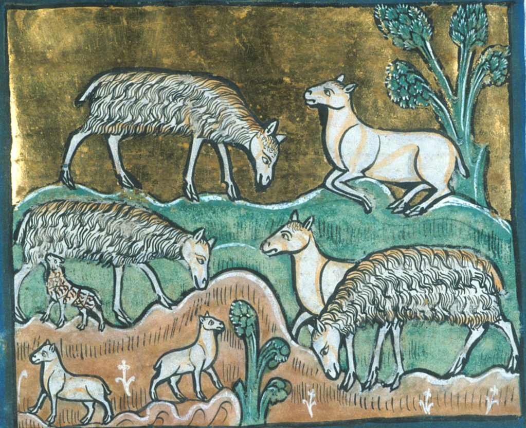 Medieval manuscript image of sheep, some very woolly and others sheared, with a couple small lambs.