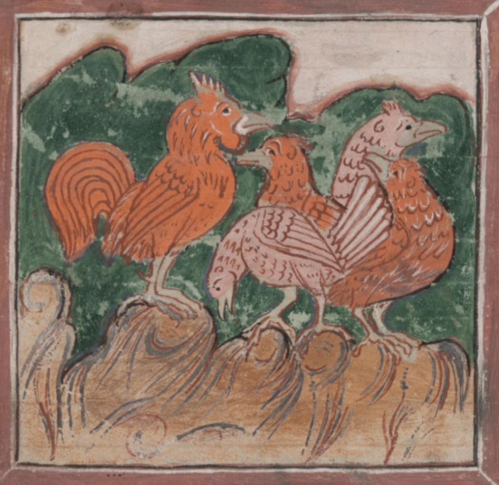 Medieval manuscript image of four ordinary-looking red hens and a rooster.