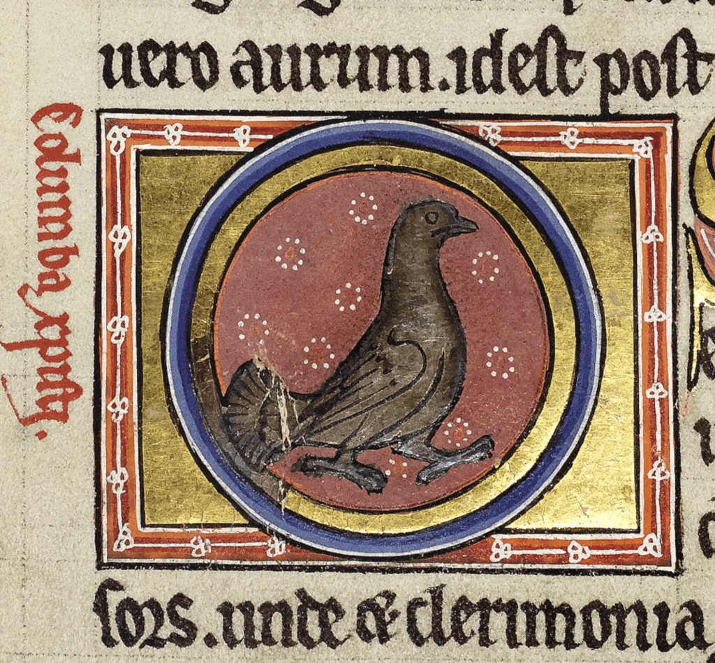 Medieval manuscript image of a greyish-brown dove within a decorated O; the surrounding text is in Latin, including the word ‘columba’ in red.
