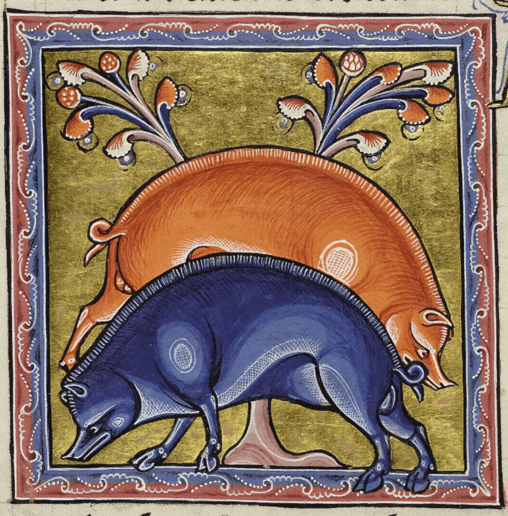 Medieval manuscript image of two wild boars, one blue and one orange, rooting at the ground beside a tree.