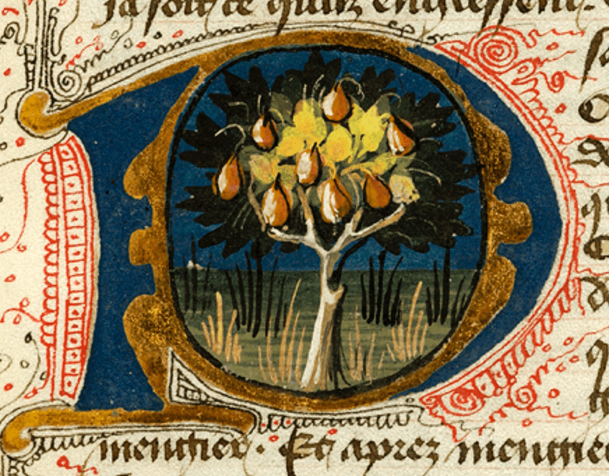 Medieval manuscript initial P, inside of which is an illustration of a pear tree in a grassy landscape.