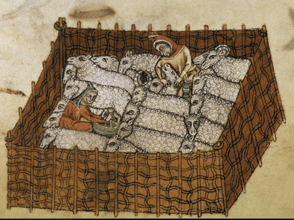 Medieval manuscript image of a square enclosure that is chock-full of sheep; one person is shearing a sheep and another is milking one.