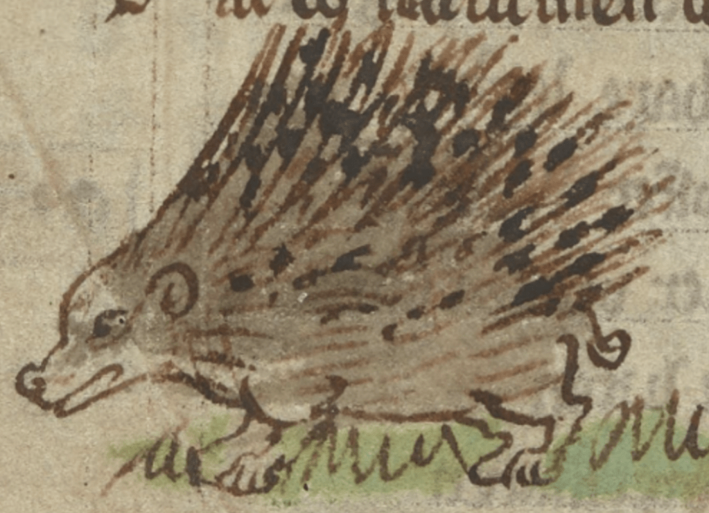 Medieval manuscript image of a porcupine standing on a patch of grass.
