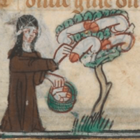 Medieval manuscript image of a nun picking penises from a penis tree and putting them in her basket.