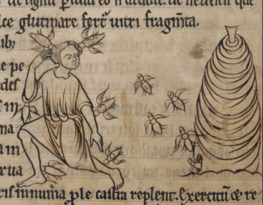 Medieval manuscript image of a large beehive and a beekeeper who is being attacked by a swarm of giant bird-like bees.