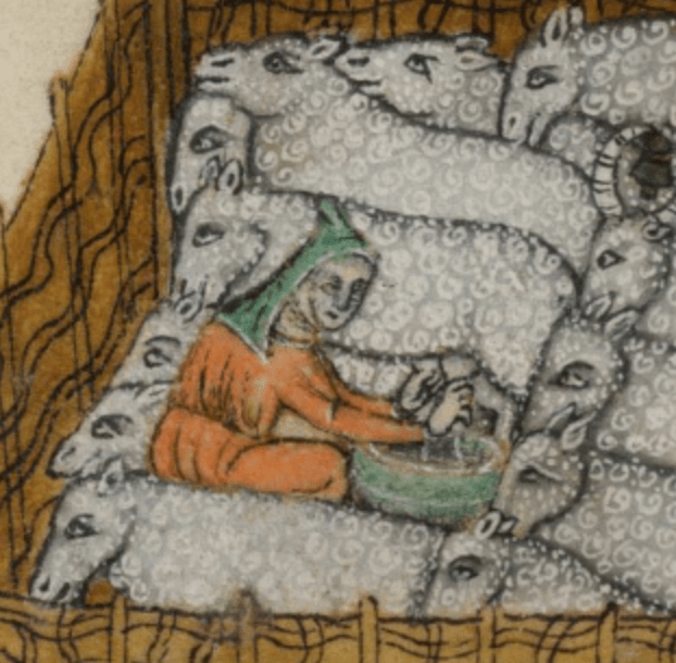 Medieval manuscript image of a person sitting in the midst of a crowded sheepfold milking a ewe.