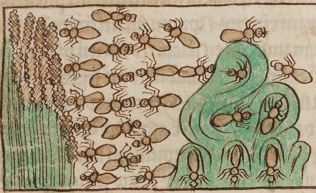 Medieval manuscript image of ants crawling back and forth between grain and an anthill.