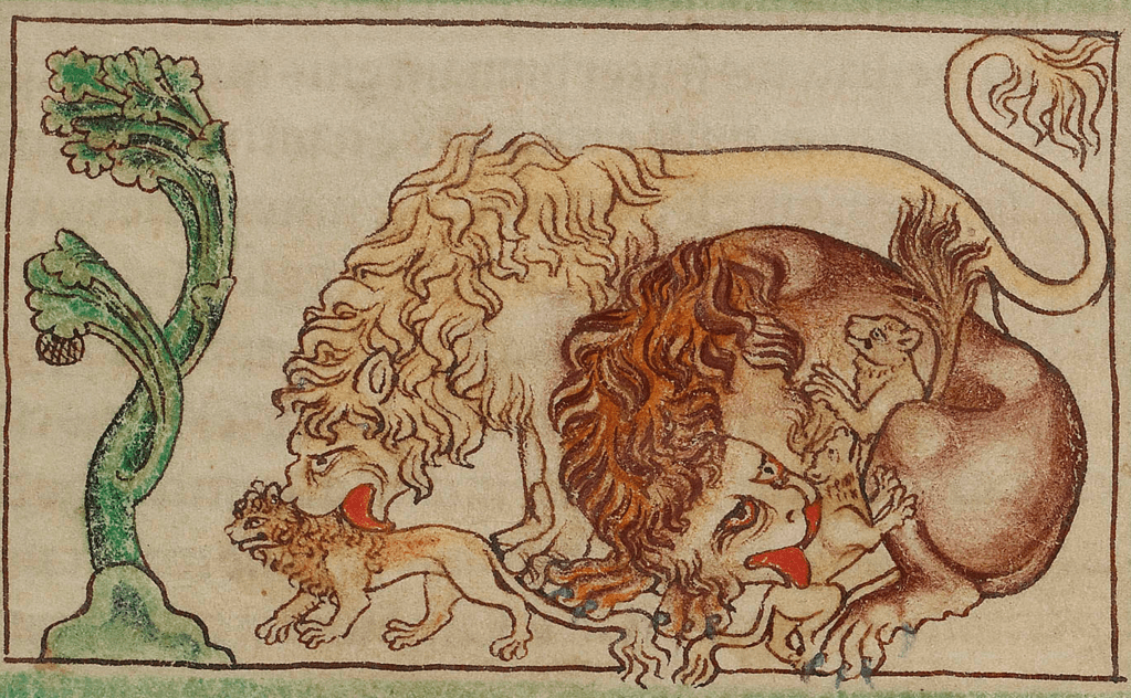 Medieval manuscript image of a pair of male lions gently licking three lion cubs.