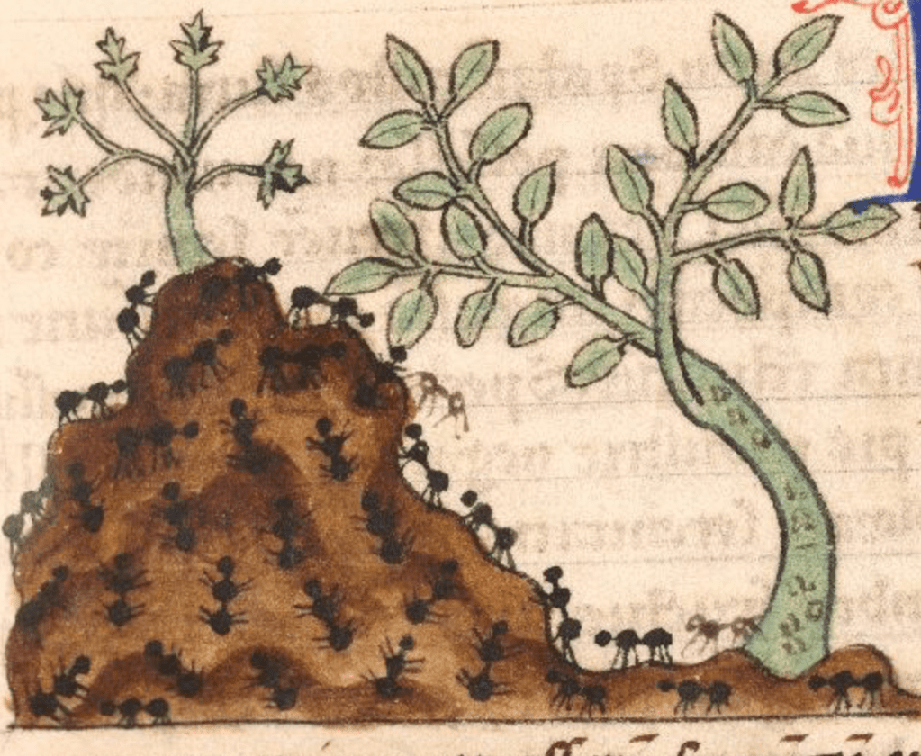 Medieval manuscript image of ants swarming over an ant hill by some plants.