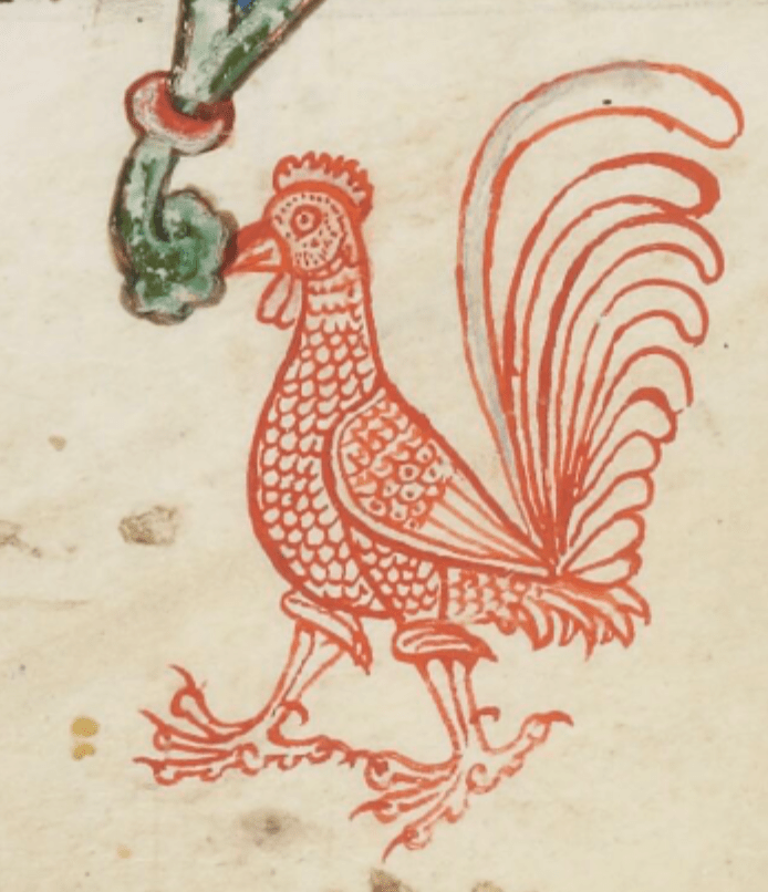 Drawing of a rooster in red pigment in the margin of a medieval manuscript.