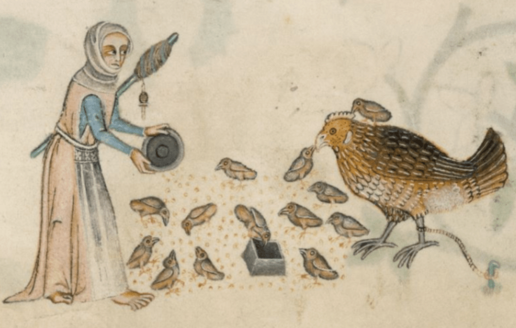 Medieval manuscript image of a woman holding a distaff under one arm while she feeds a hen and her chicks from a bowl; the hen has one leg tied to a stake in the ground, and one chick is sitting on her back, pecking at her head.