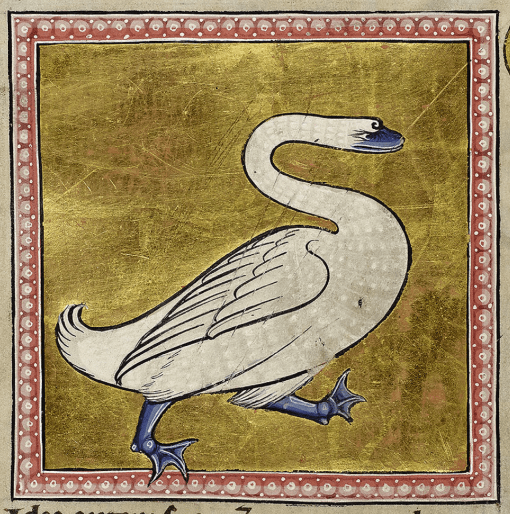 Medieval manuscript image of a pugnacious white swan with a curving neck.