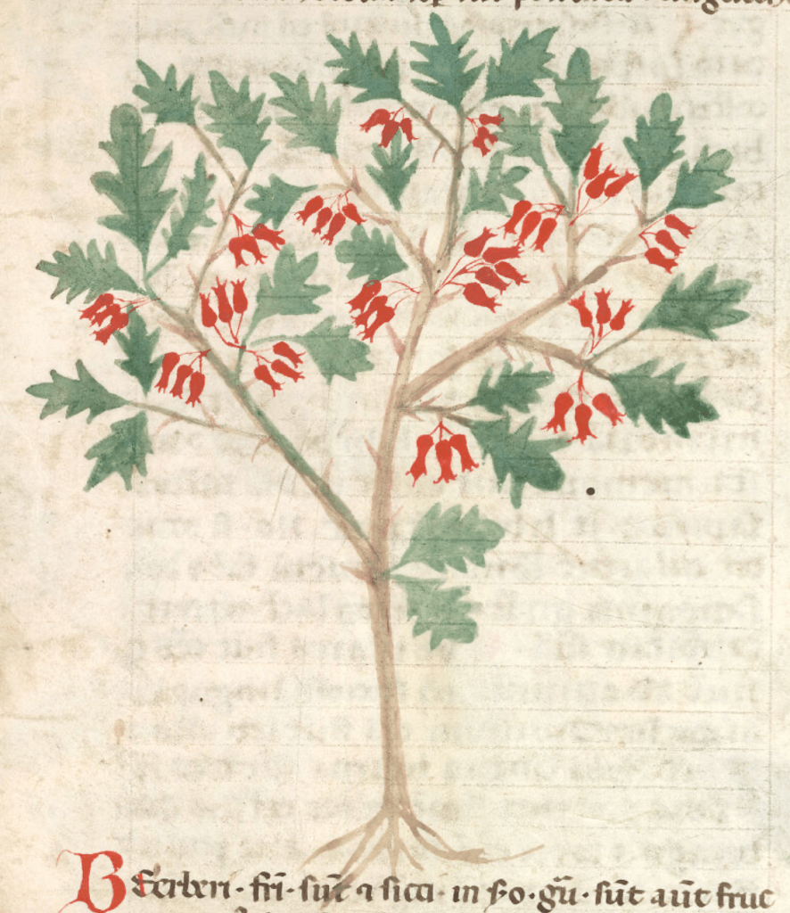 Medieval manuscript illustration of a barbery or hawthorn busy, with wide green leaves and red flowers.