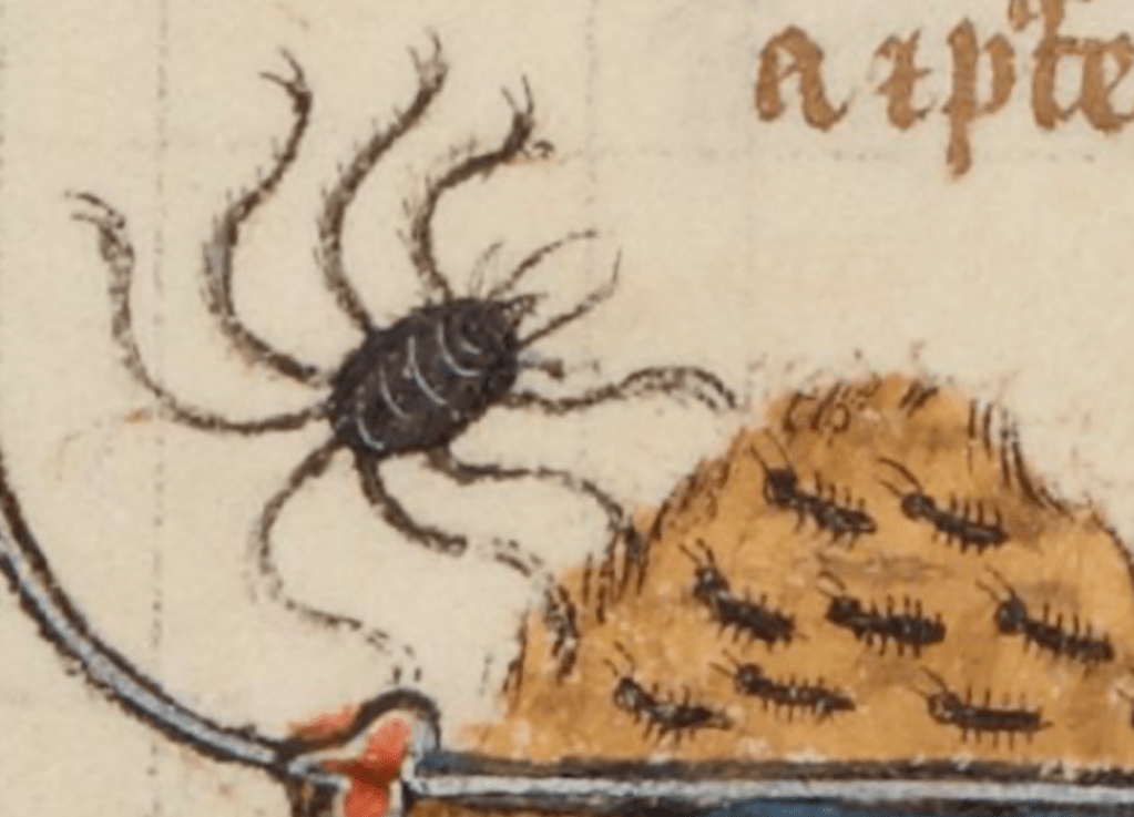 Medieval manuscript illustration of a spider with eight hairy, wavy legs ending in pincers, waiting beside an ant hill crawling with ants.